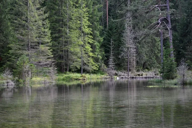 Landschaft – Tirol,Österreich, Wald, Spiegelung, Sommer