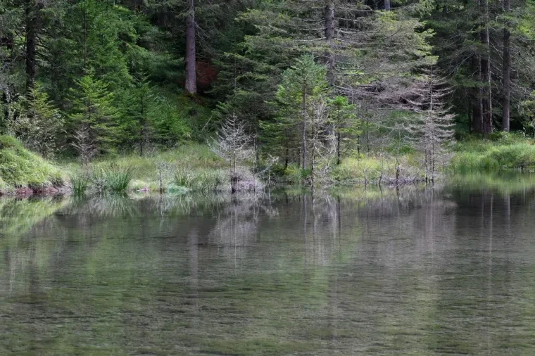 Landschaft – Tirol,Österreich, Wald, Spiegelung, Sommer