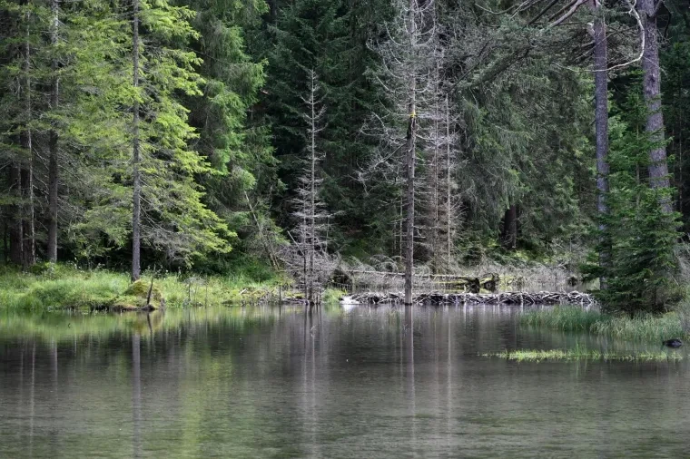 Landschaft – Tirol,Österreich, Wald, Spiegelung, Sommer