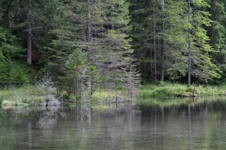 Landschaft – Tirol,Österreich, Wald, Spiegelung, Sommer