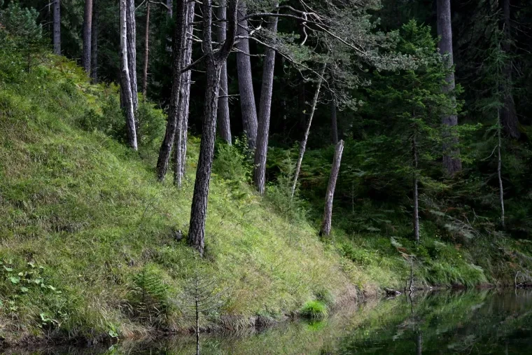 Landschaft – Tirol,Österreich, Wald, Spiegelung, Sommer