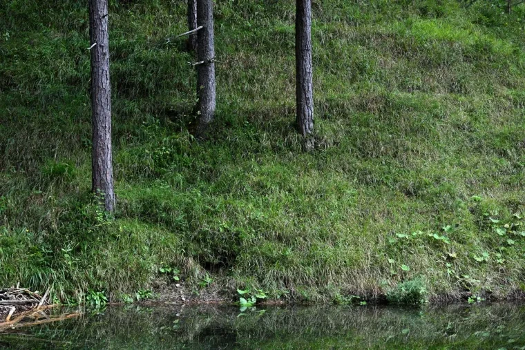 Landschaft – Tirol,Österreich, Wald, Sommer