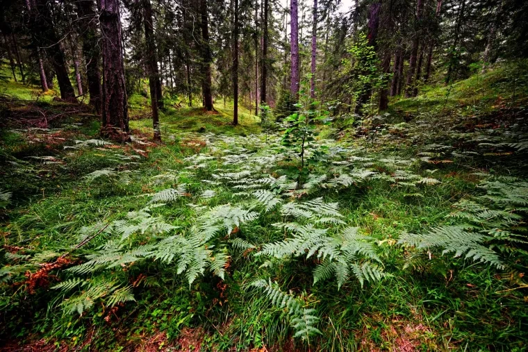 Landschaft – Tirol,Österreich, Wald, Sommer