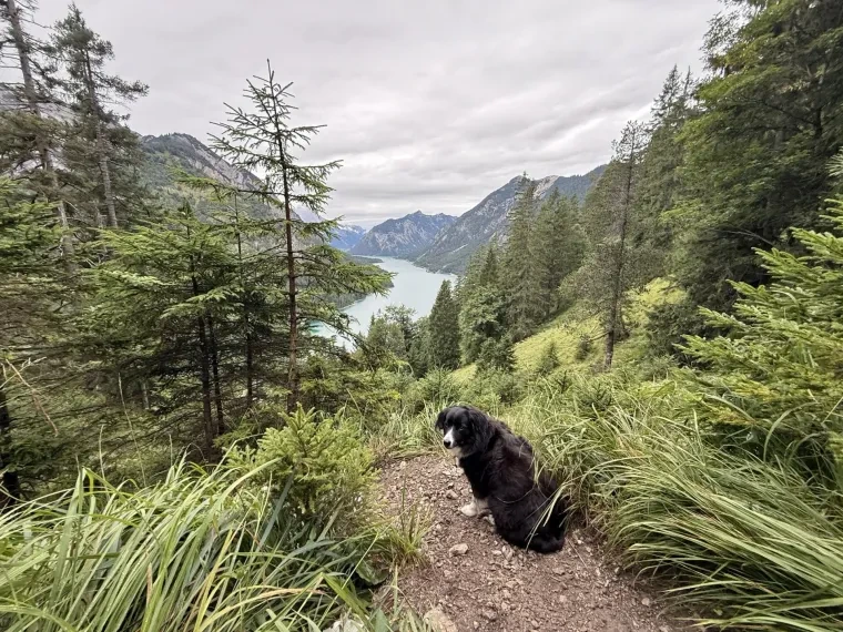 Säugetiere – Plansee,Tirol,Österreich, Hund, Sommer
