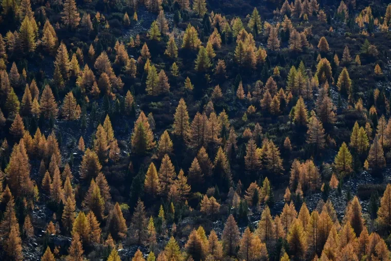 Landschaft – Graubünden, Wald, Malerisch, Herbst