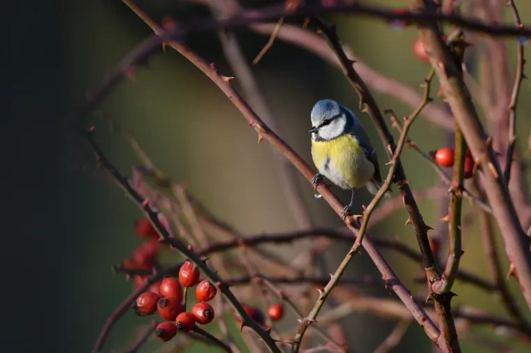 Vögel – Ortenau, Blaumeise, Malerisch, Winter