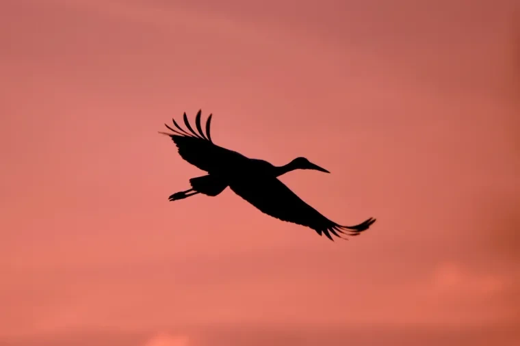 Vögel – Ortenau, Weißstorch, Sonnenuntergang,Dramatisch, Frühling