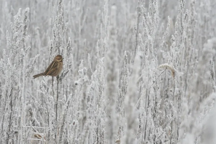 Vögel – Ortenau, Sperling, Winter