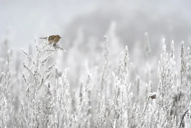Vögel – Ortenau, Kleinvogel, Winter