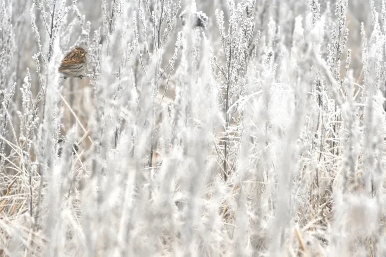 Vögel – Ortenau, Kleinvogel, Winter