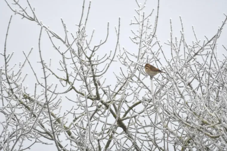 Vögel – Ortenau, Kleinvogel, Winter