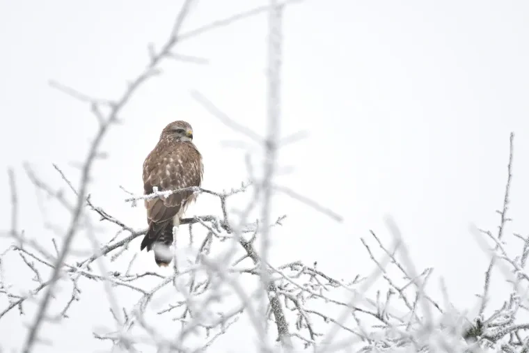 Vögel – Ortenau, Turmfalke, Winter