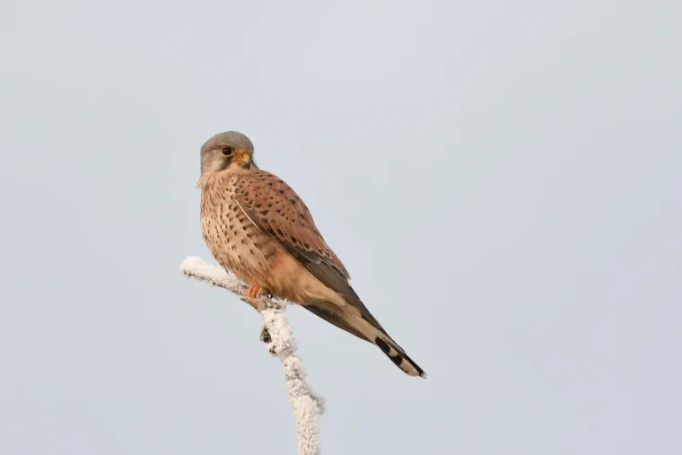 Vögel – Ortenau, Turmfalke, Winter