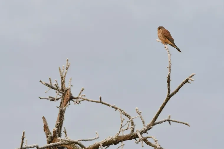 Vögel – Ortenau, Turmfalke, Winter
