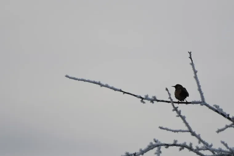 Vögel – Ortenau, Kleinvogel, Winter
