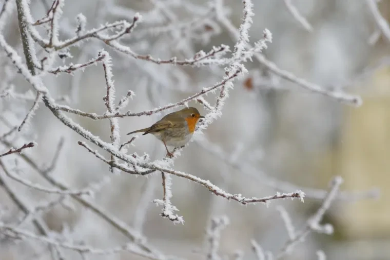 Vögel – Ortenau, Rotkehlchen, Winter