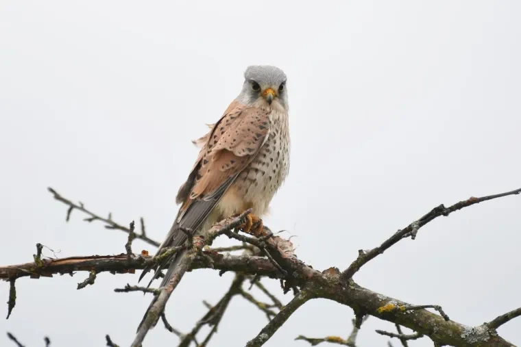 Vögel – Ortenau, Turmfalke, Winter