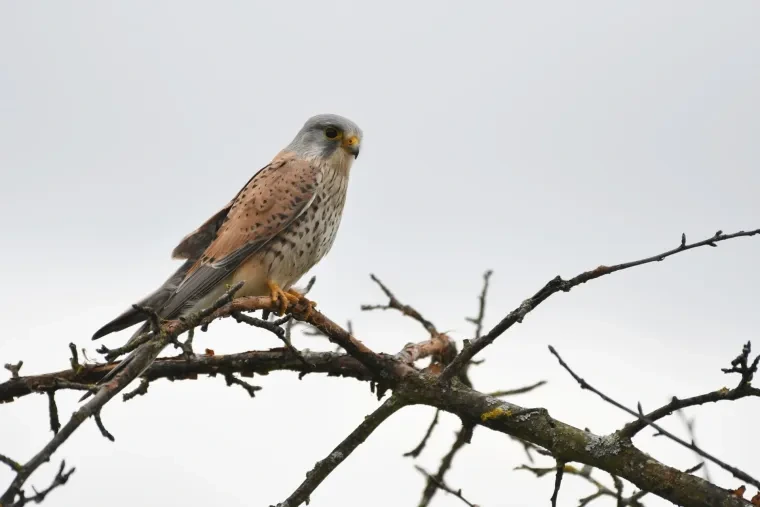 Vögel – Ortenau, Turmfalke, Winter