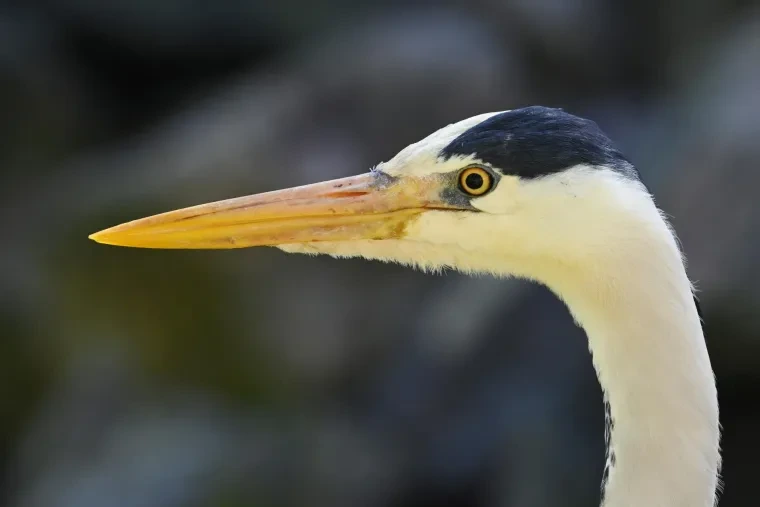 Vögel – Graureiher, Frühling