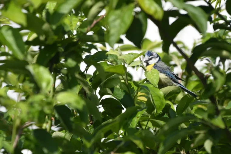 Vögel – Ortenau, Blaumeise, Sommer