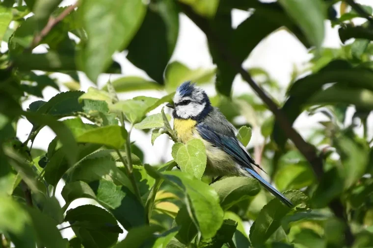 Vögel – Ortenau, Blaumeise, Sommer