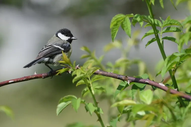 Vögel – Ortenau, Kohlmeise, Sommer