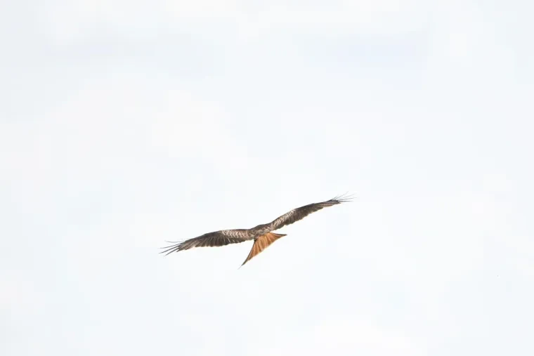 Vögel – Ortenau, Rotmilan,Greifvogel, Sommer