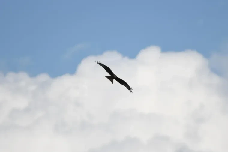 Vögel – Ortenau, Greifvogel, Sommer