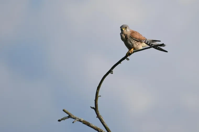 Vögel – Ortenau, Turmfalke,Greifvogel, Sommer