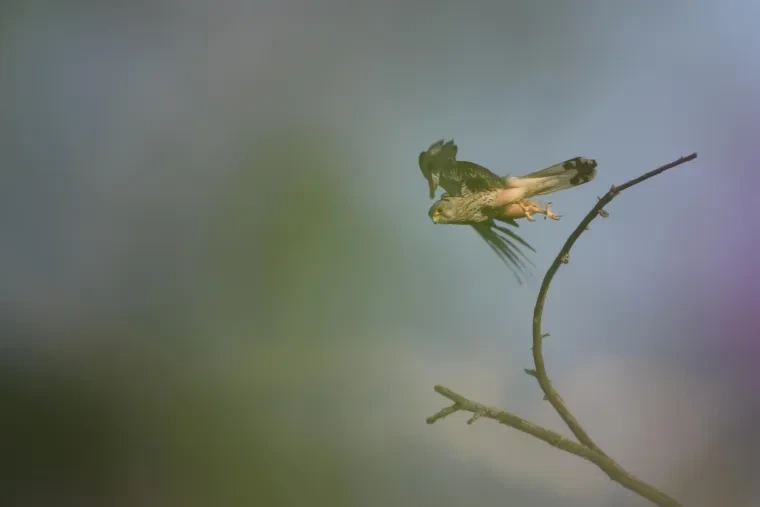 Vögel – Ortenau, Turmfalke,Greifvogel, Sommer