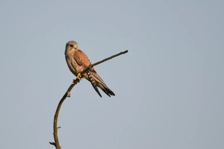 Vögel – Ortenau, Turmfalke,Greifvogel, Sommer