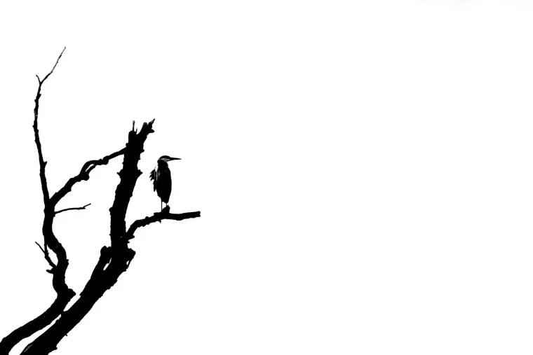 Vögel – Ortenau, Graureiher, Sommer