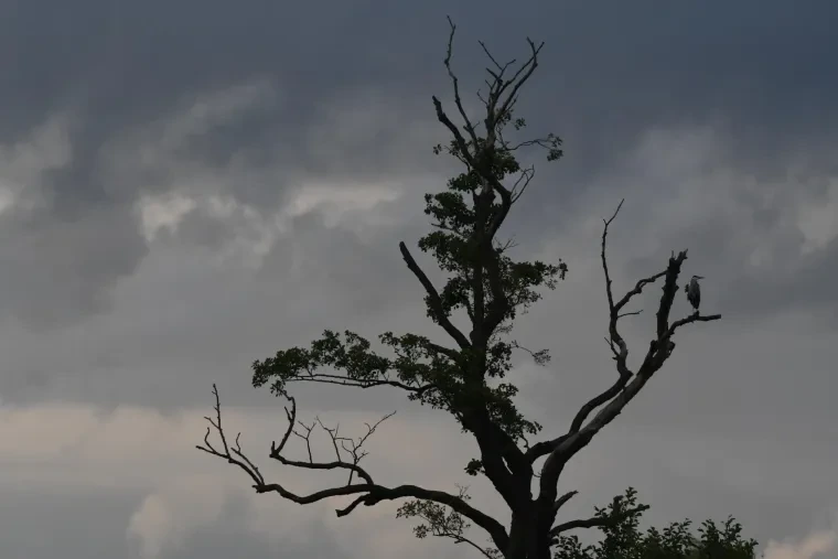 Vögel – Ortenau, Wiese, Graureiher, Dramatisch, Sommer