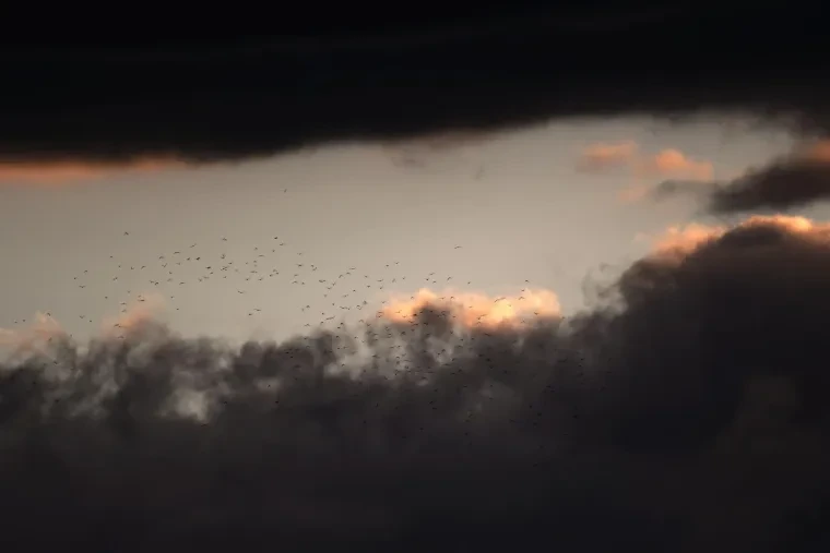 Vögel – Ortenau, Sonnenuntergang, Sommer