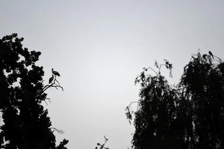 Vögel – Ortenau, Weißstorch, Sommer