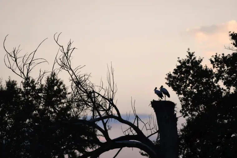 Vögel – Ortenau, Weißstorch, Sommer