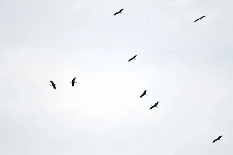 Vögel – Ortenau, Weißstorch, Sommer