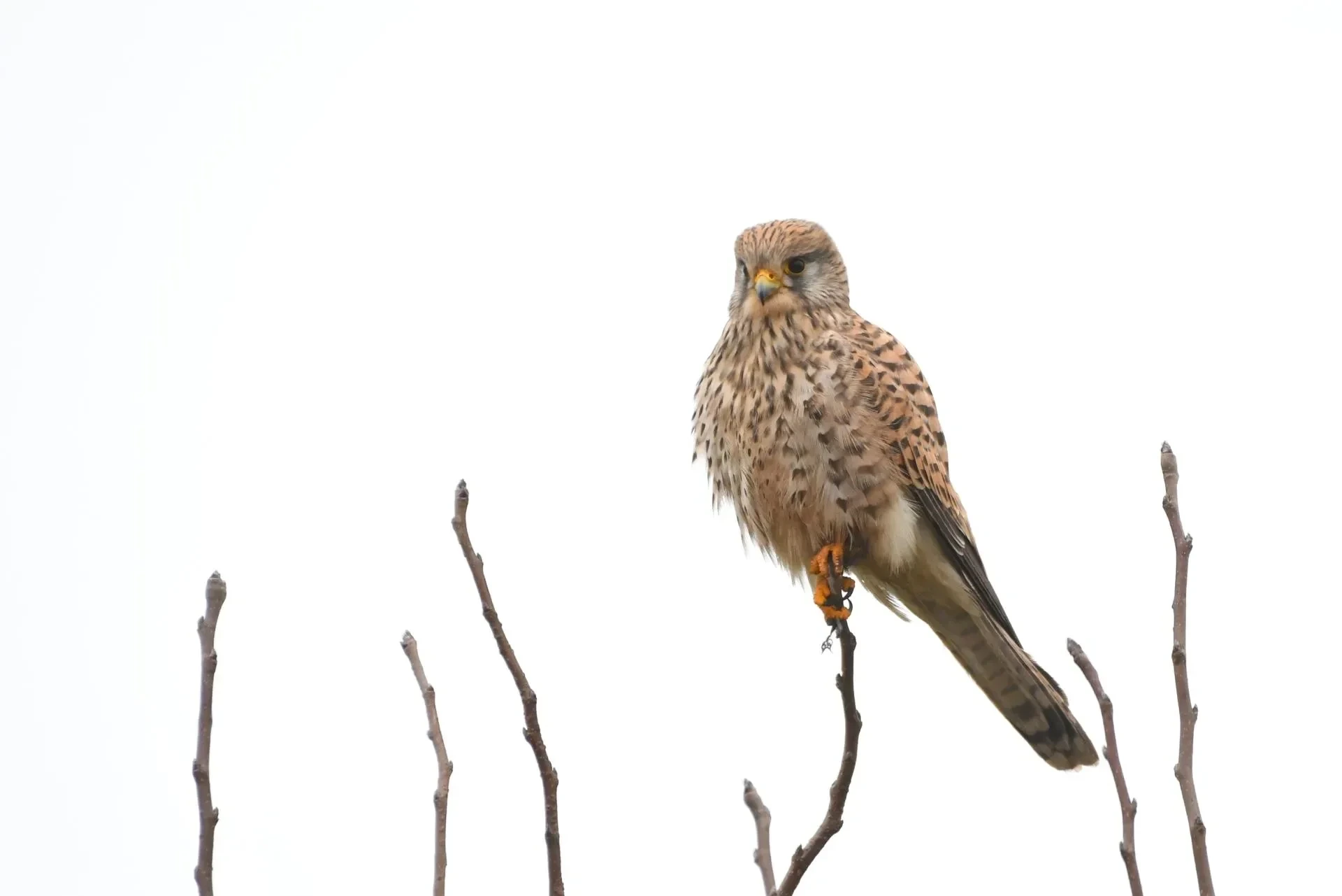 Vögel – Ortenau, Turmfalke,Greifvogel, Winter
