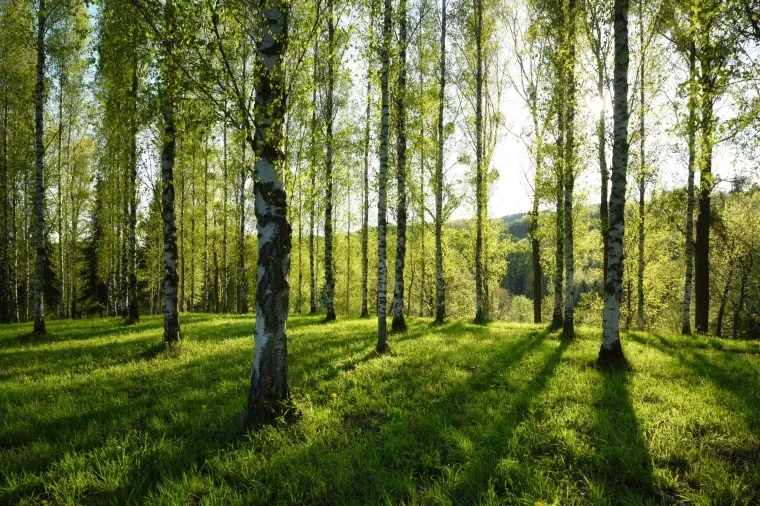Landschaft – Kaiserstuhl, Wald, Malerisch, Frühling
