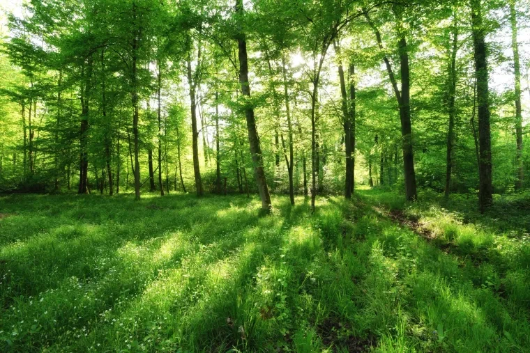 Landschaft – Ortenau, Wald, Malerisch, Frühling