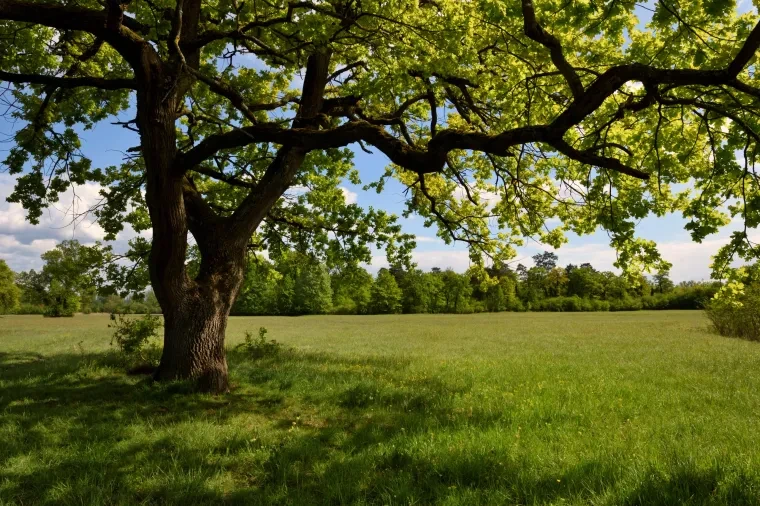 Landschaft – Taubergießen,Ortenau, Wiese, Malerisch,Idyllisch, Frühling