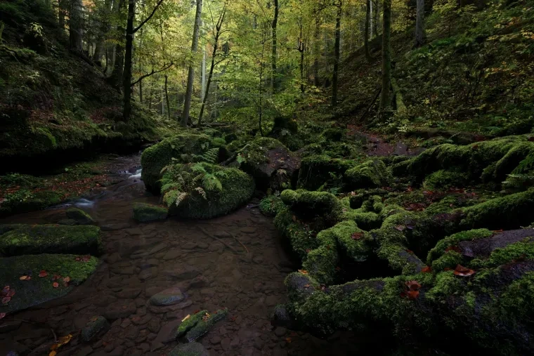 Landschaft – Schwarzwald, Wasserfall, Malerisch,Mystisch, Herbst