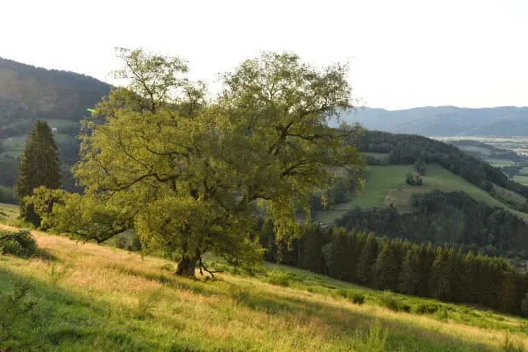 Landschaft – Schwarzwald, Wiese, Malerisch,Idyllisch, Sommer