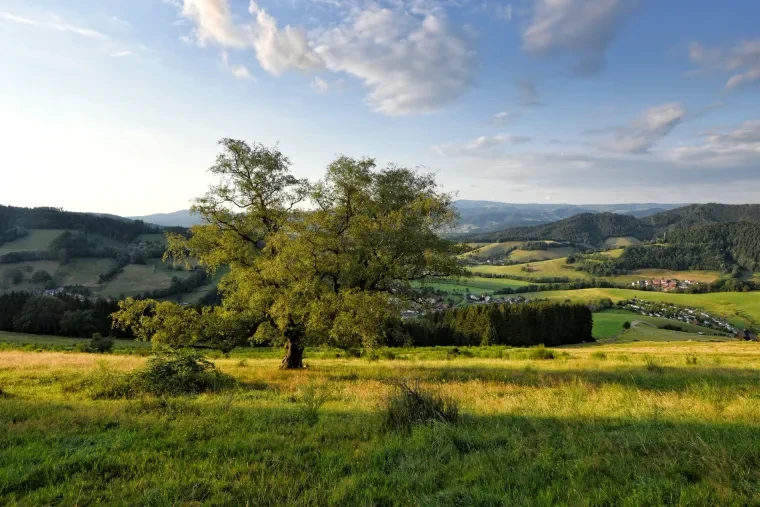 Landschaft – Schwarzwald, Wiese, Malerisch,Idyllisch, Sommer