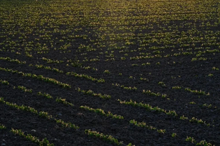 Landschaft – Ortenau, Wiese, Sonnenuntergang, Herbst