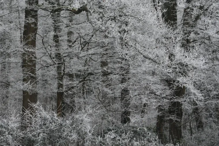 Landschaft – Ortenau, Wald, Malerisch,Mystisch, Winter