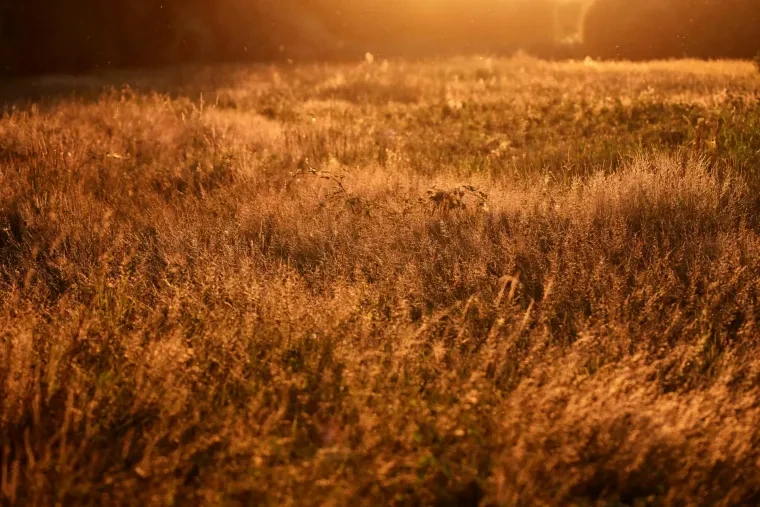 Landschaft – Ortenau, Wiese, Sonnenuntergang, Sommer