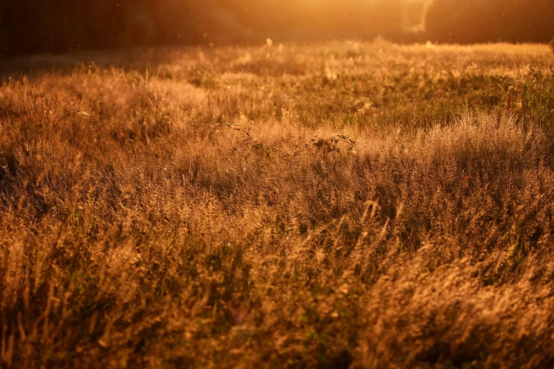 Landschaft – Ortenau, Wiese, Sonnenuntergang, Sommer