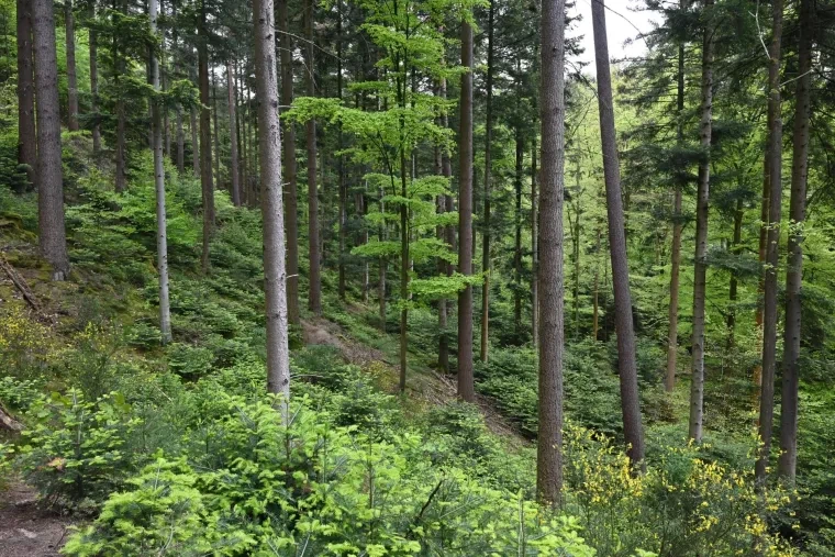 Landschaft – Ortenau, Wiese, Idyllisch,Malerisch, Frühling