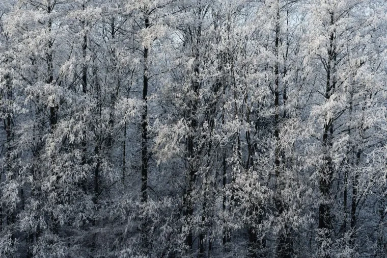 Landschaft – Ortenau, Wald, Mystisch,Nebel, Winter
